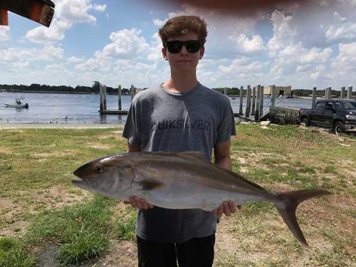 Amberjack---Marcus